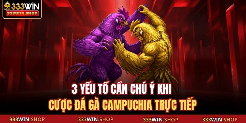 Đá Gà Campuchia Trực Tiếp 333WIN Tinh Hoa, Kịch Tính Hội Tụ 4 3 yếu tố cần chú ý khi cược đá gà Campuchia trực tiếp