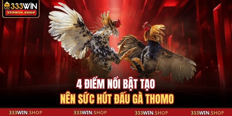 Đá Gà Thomo Trực Tiếp – Trải Nghiệm Kịch Tính Từng Cú Ra Đòn 3 4 điểm nổi bật tạo nên sức hút đấu gà Thomo
