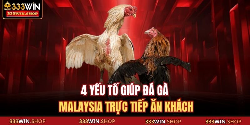 Đá Gà Malaysia Trực Tiếp 333WIN Đỉnh Cao Của Chiến Kê Châu Á 4 4 yếu tố giúp đá gà Malaysia trực tiếp ăn khách