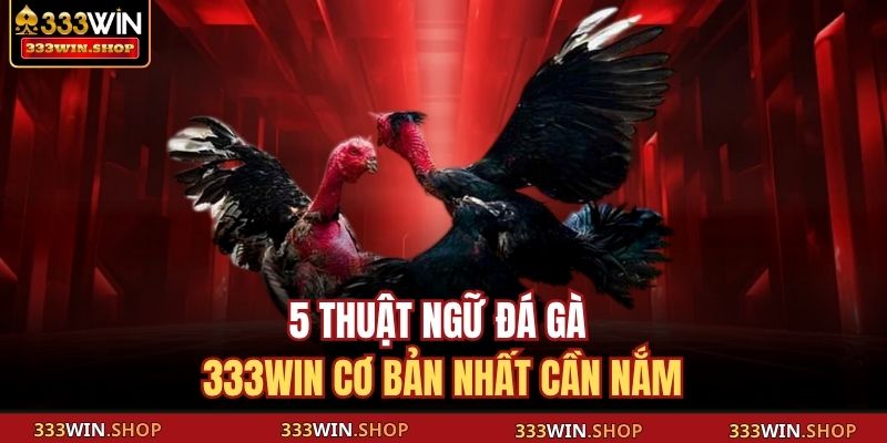 Thuật Ngữ Đá Gà 333WIN – Cẩm Nang Cho Người Mới Tham Gia 3 5 thuật ngữ đá gà 333WIN cơ bản nhất cần nắm
