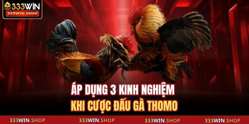 Đá Gà Thomo Trực Tiếp – Trải Nghiệm Kịch Tính Từng Cú Ra Đòn 4 Áp dụng 3 kinh nghiệm khi cược đấu gà Thomo