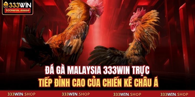 Đá gà Malaysia trực tiếp