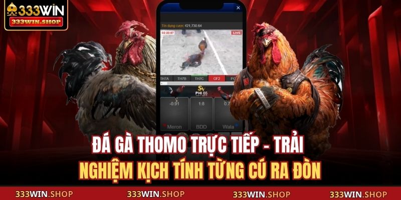 Đá gà Thomo trực tiếp